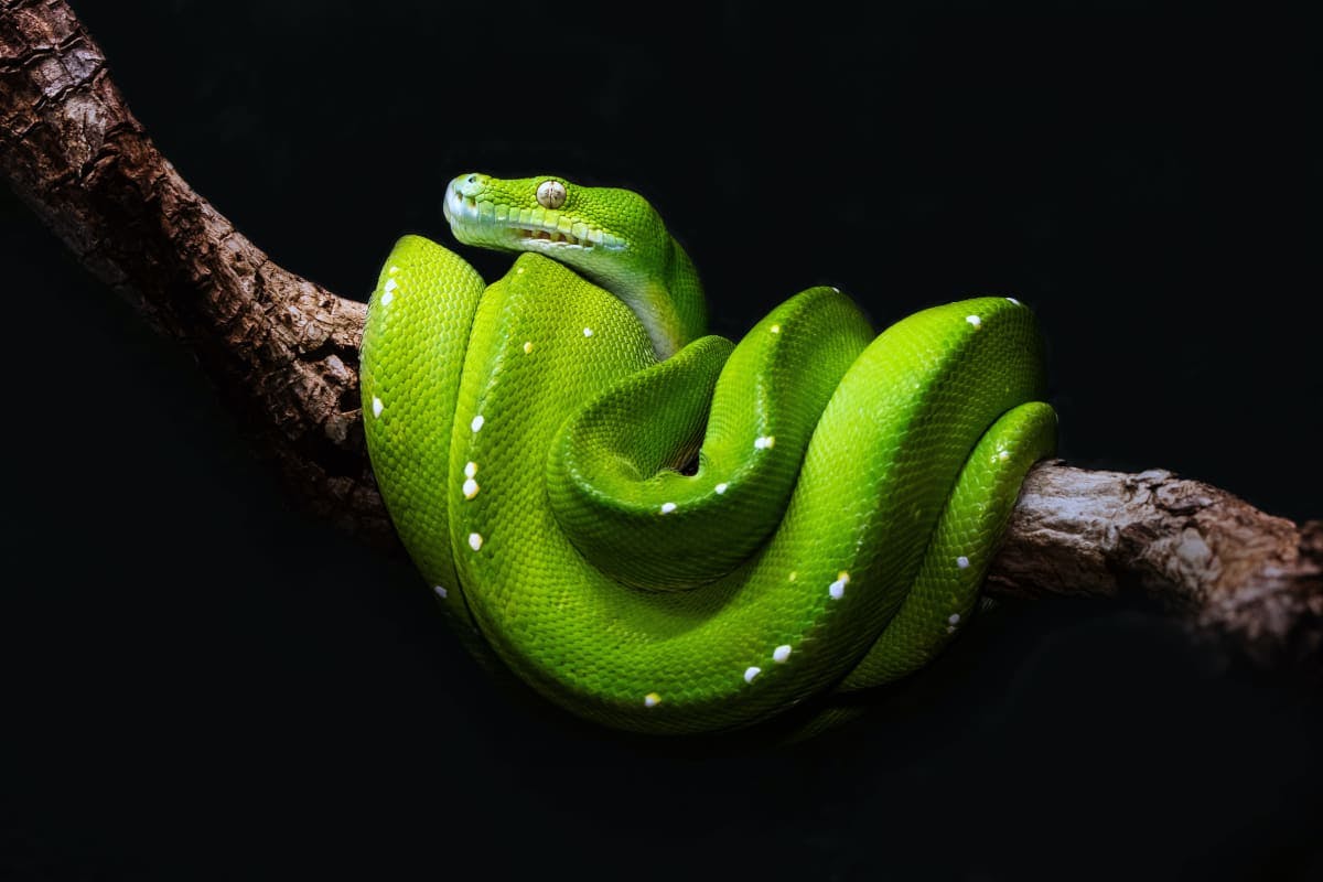 A bright green Python snake on a dark background to symbolically reference the Python programming language via python.org